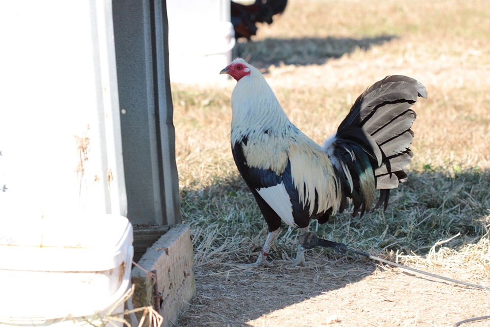 Slider bufalogamefarm home 19