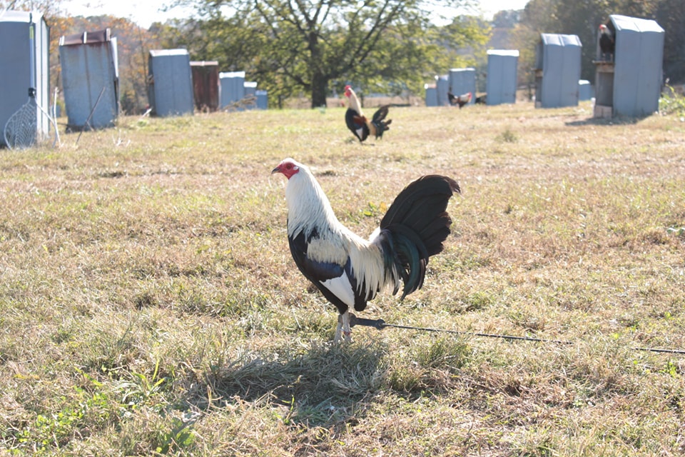 Slider bufalogamefarm home 20